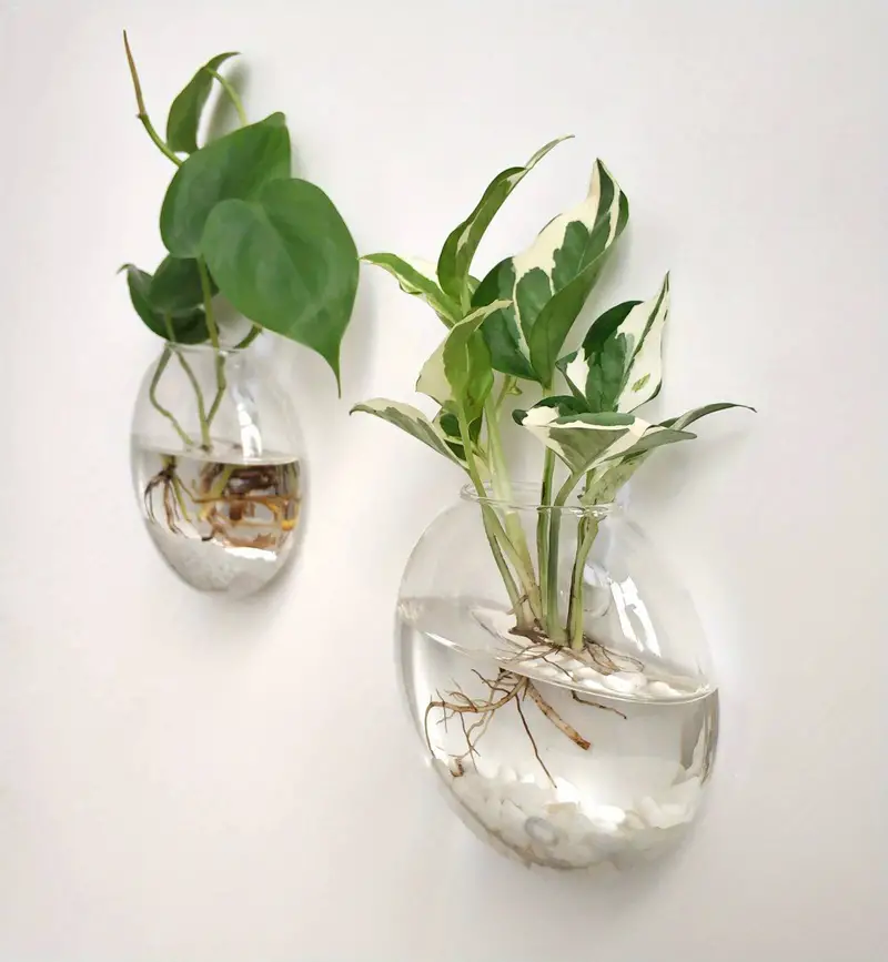 AquaPod | Oblate Form Glas Vægplanter