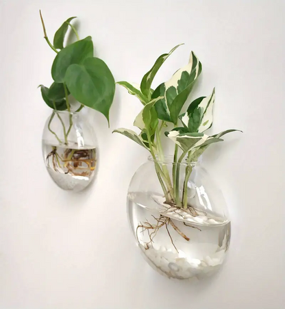 AquaPod | Oblate Form Glas Vægplanter